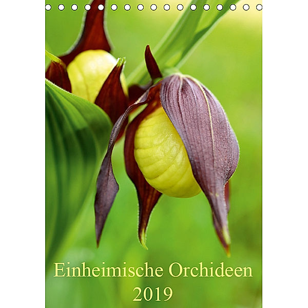 Einheimische Orchideen (Tischkalender 2019 DIN A5 hoch), Wiltrud Haas