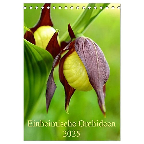 Einheimische Orchideen (Tischkalender 2025 DIN A5 hoch), CALVENDO Monatskalender, Calvendo, Wiltrud Haas