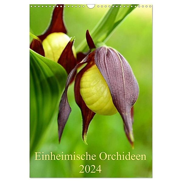 Einheimische Orchideen (Wandkalender 2024 DIN A3 hoch), CALVENDO Monatskalender, Wiltrud Haas