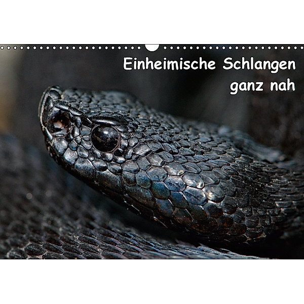 Einheimische Schlangen ganz nah (Wandkalender 2019 DIN A3 quer), Stefan Dummermuth