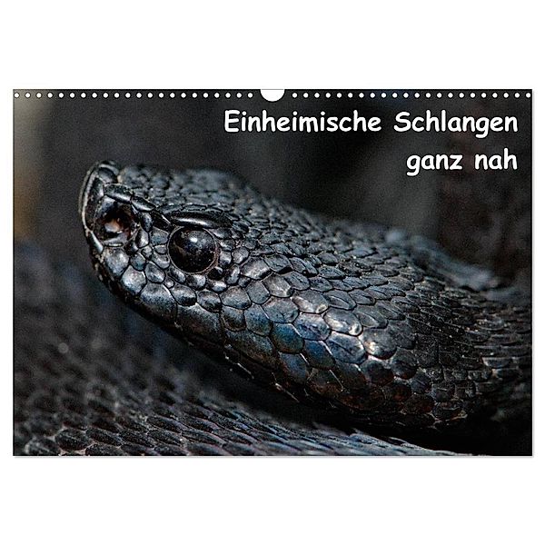 Einheimische Schlangen ganz nah (Wandkalender 2024 DIN A3 quer), CALVENDO Monatskalender, Stefan Dummermuth