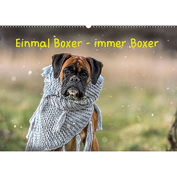 Einmal Boxer - immer Boxer (Wandkalender 2023 DIN A2 quer), Yvonne Janetzek