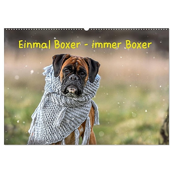 Einmal Boxer - immer Boxer (Wandkalender 2024 DIN A2 quer), CALVENDO Monatskalender, Yvonne Janetzek