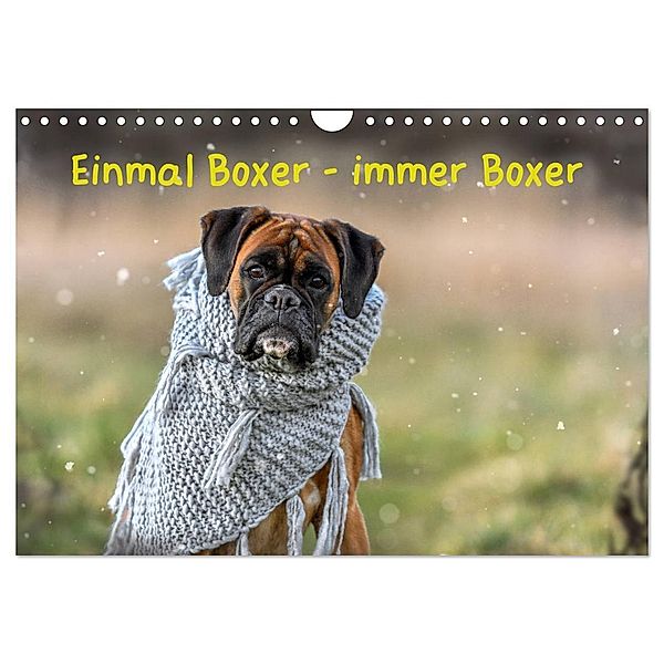 Einmal Boxer - immer Boxer (Wandkalender 2024 DIN A4 quer), CALVENDO Monatskalender, Yvonne Janetzek