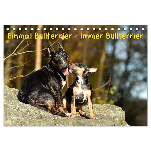 Einmal Bullterrier - immer Bullterrier (Tischkalender 2025 DIN A5 quer), CALVENDO Monatskalender, Calvendo, Yvonne Janetzek