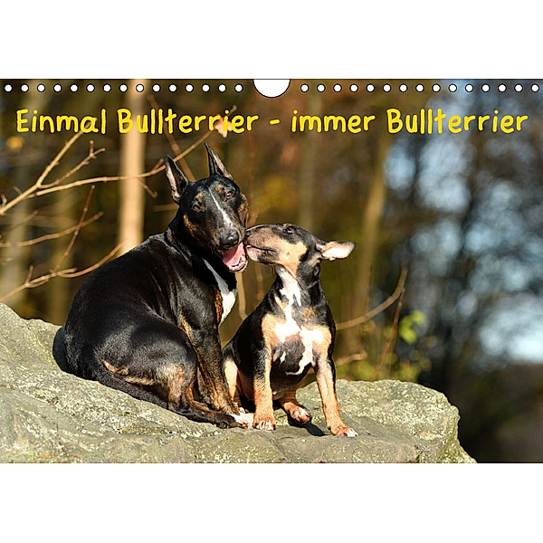Einmal Bullterrier - immer Bullterrier (Wandkalender 2019 DIN A4 quer), Yvonne Janetzek