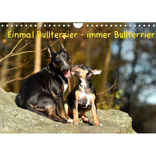 Einmal Bullterrier - immer Bullterrier (Wandkalender 2022 DIN A4 quer), Yvonne Janetzek