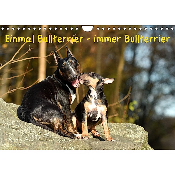 Einmal Bullterrier - immer Bullterrier (Wandkalender 2023 DIN A4 quer), Yvonne Janetzek