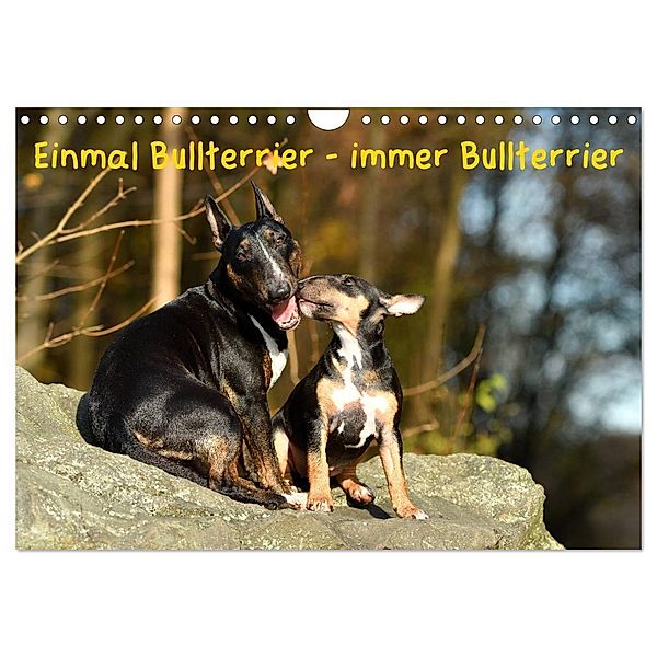 Einmal Bullterrier - immer Bullterrier (Wandkalender 2024 DIN A4 quer), CALVENDO Monatskalender, Yvonne Janetzek