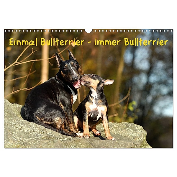 Einmal Bullterrier - immer Bullterrier (Wandkalender 2024 DIN A3 quer), CALVENDO Monatskalender, Yvonne Janetzek