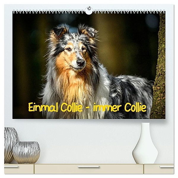 Einmal Collie - immer Collie (hochwertiger Premium Wandkalender 2024 DIN A2 quer), Kunstdruck in Hochglanz, Yvonne Janetzek