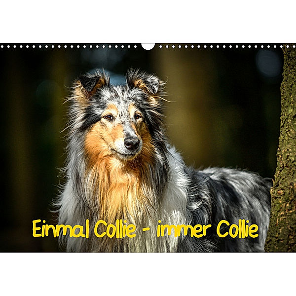 Einmal Collie - immer Collie (Wandkalender 2019 DIN A3 quer), Yvonne Janetzek