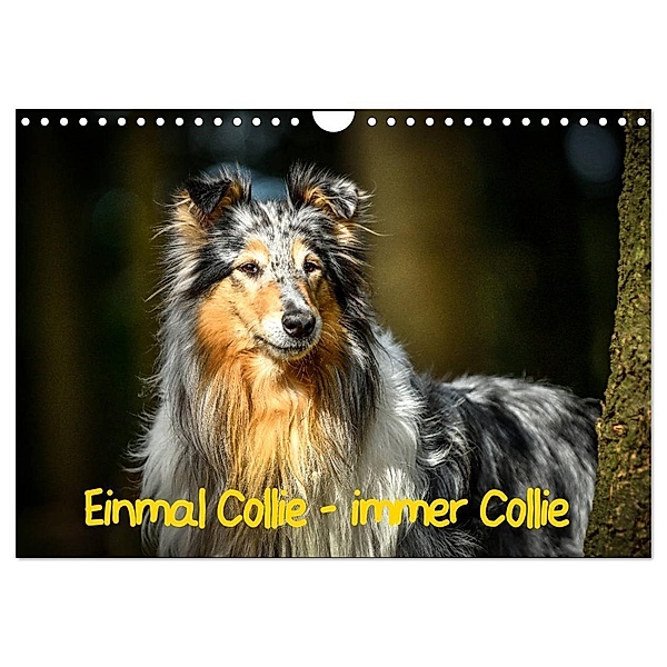 Einmal Collie - immer Collie (Wandkalender 2024 DIN A4 quer), CALVENDO Monatskalender, Yvonne Janetzek