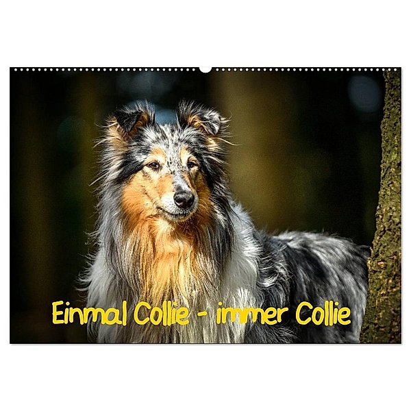 Einmal Collie - immer Collie (Wandkalender 2025 DIN A2 quer), CALVENDO Monatskalender, Calvendo, Yvonne Janetzek