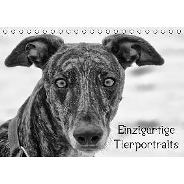 Einzigartige Tierportraits (Tischkalender 2016 DIN A5 quer), Kattobello