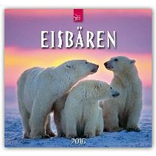 Eisbären 2016