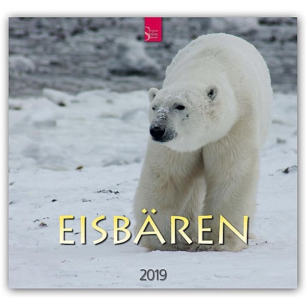 Eisbären 2019