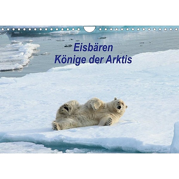 Eisbären - Könige der Arktis (Wandkalender 2022 DIN A4 quer), Heike Springer