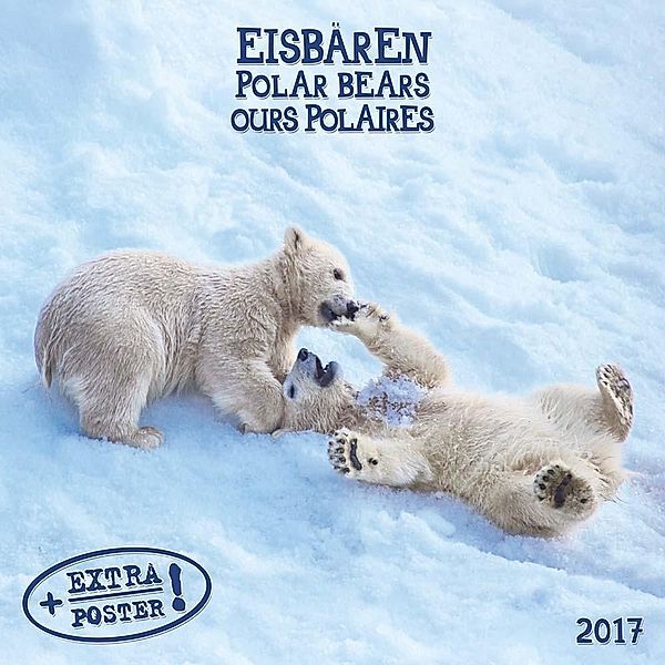 Eisbären / Polar Bears / Ours polaire 2017
