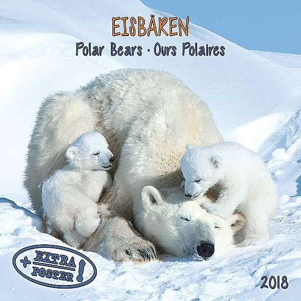 Eisbären / Polar Bears / Ours polaire 2018