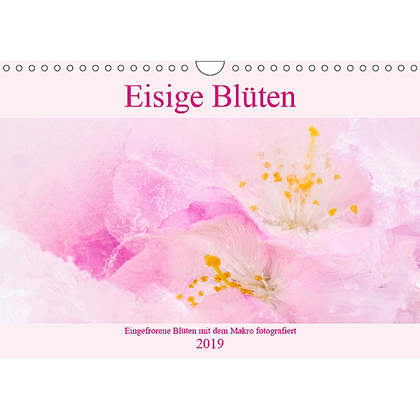 Eisige Blüten (Wandkalender 2019 DIN A4 quer), Monika Scheurer