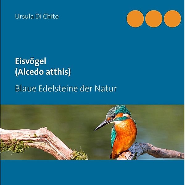 Eisvögel (Alcedo atthis), Ursula Di Chito