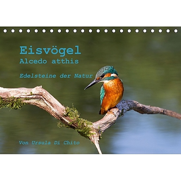 Eisvögel (Alcedo atthis) -Edelsteine der Natur (Tischkalender 2014 DIN A5 quer), Ursula Di Chito