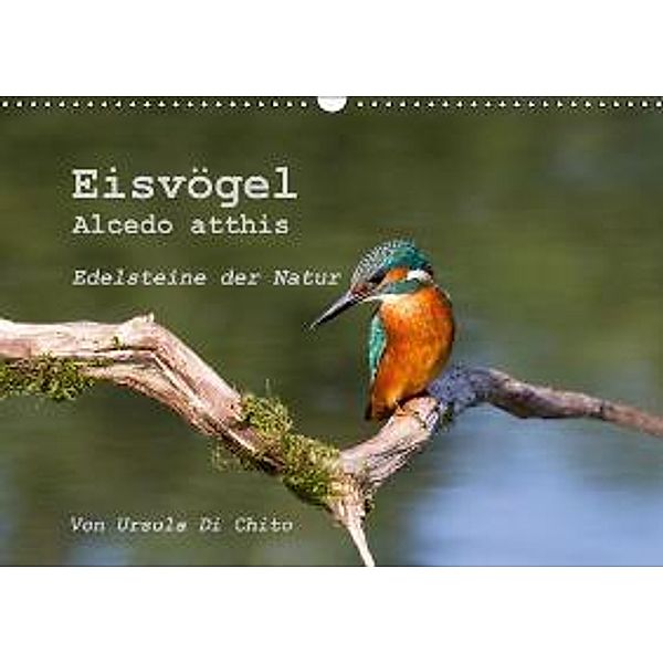 Eisvögel (Alcedo atthis) -Edelsteine der Natur (Wandkalender 2015 DIN A3 quer), Ursula Di Chito