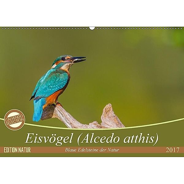 Eisvögel (Alcedo atthis) - Edelsteine der Natur (Wandkalender 2017 DIN A2 quer), Ursula Di Chito