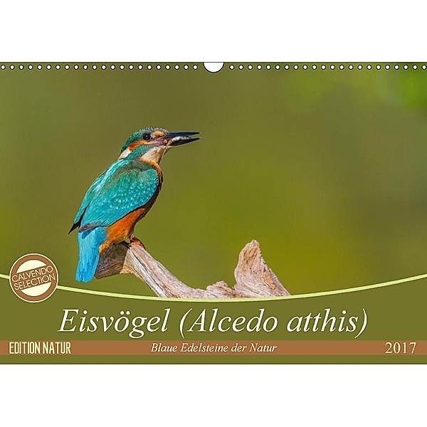 Eisvögel (Alcedo atthis) - Edelsteine der Natur (Wandkalender 2017 DIN A3 quer), Ursula Di Chito
