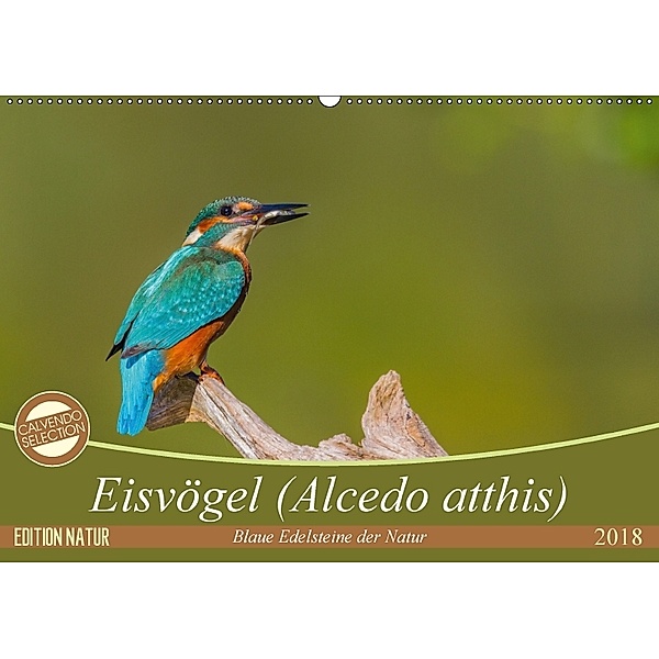 Eisvögel (Alcedo atthis) - Edelsteine der Natur (Wandkalender 2018 DIN A2 quer), Ursula Di Chito