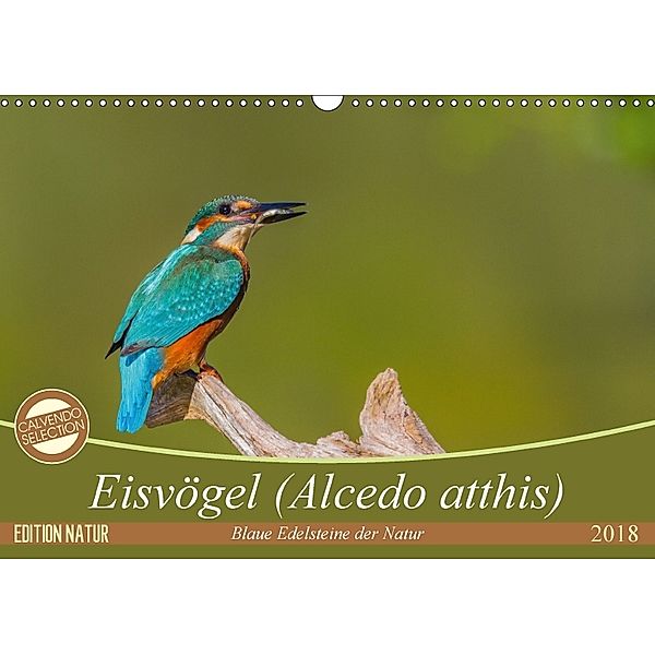 Eisvögel (Alcedo atthis) - Edelsteine der Natur (Wandkalender 2018 DIN A3 quer), Ursula Di Chito