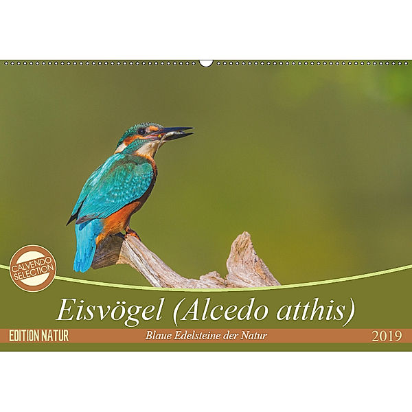 Eisvögel (Alcedo atthis) - Edelsteine der Natur (Wandkalender 2019 DIN A2 quer), Ursula Di Chito