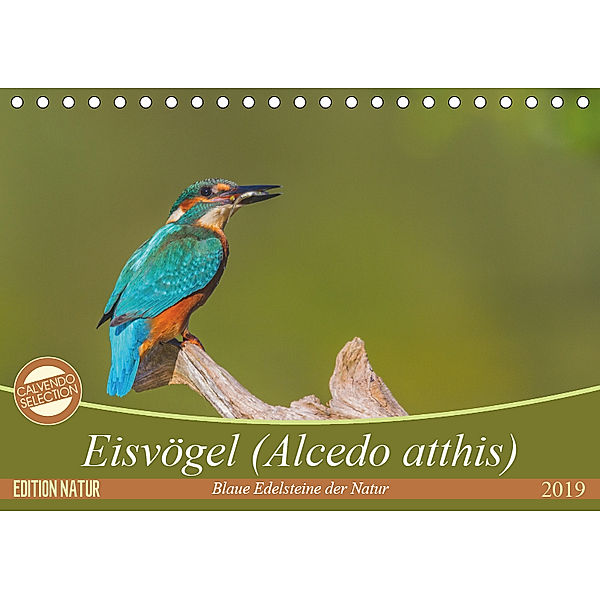 Eisvögel (Alcedo atthis) - Edelsteine der Natur (Tischkalender 2019 DIN A5 quer), Ursula Di Chito