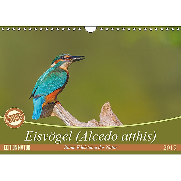 Eisvögel (Alcedo atthis) - Edelsteine der Natur (Wandkalender 2019 DIN A4 quer), Ursula Di Chito