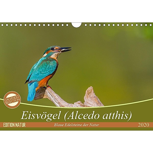 Eisvögel (Alcedo atthis) - Edelsteine der Natur (Wandkalender 2020 DIN A4 quer), Ursula Di Chito