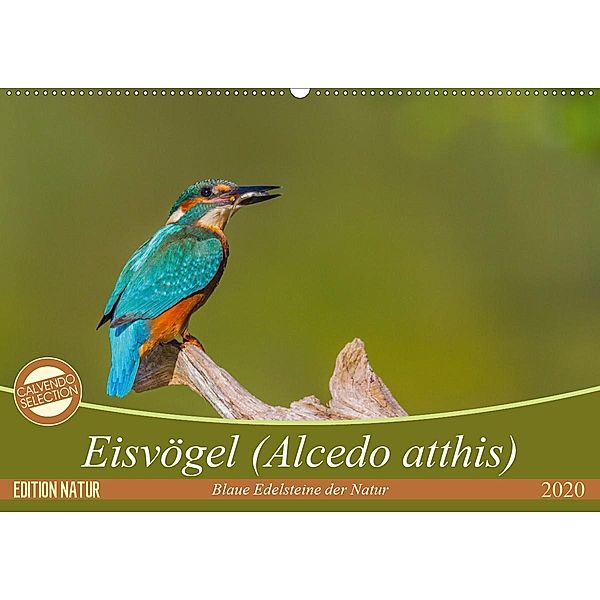 Eisvögel (Alcedo atthis) - Edelsteine der Natur (Wandkalender 2020 DIN A2 quer), Ursula Di Chito