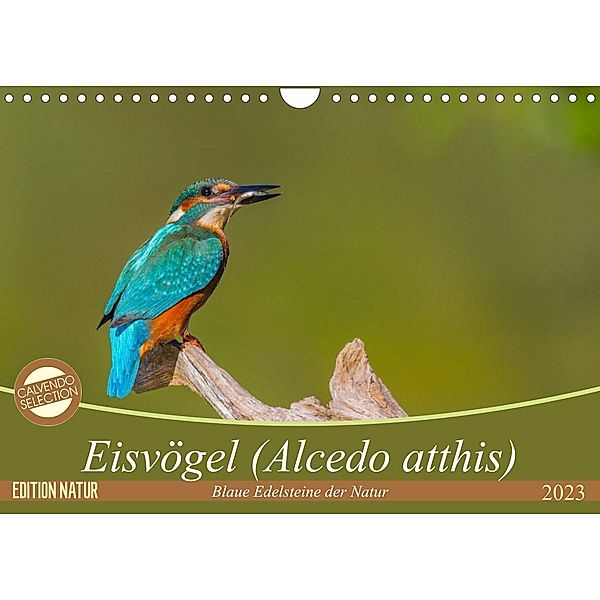 Eisvögel (Alcedo atthis) - Edelsteine der Natur (Wandkalender 2023 DIN A4 quer), Ursula Di Chito