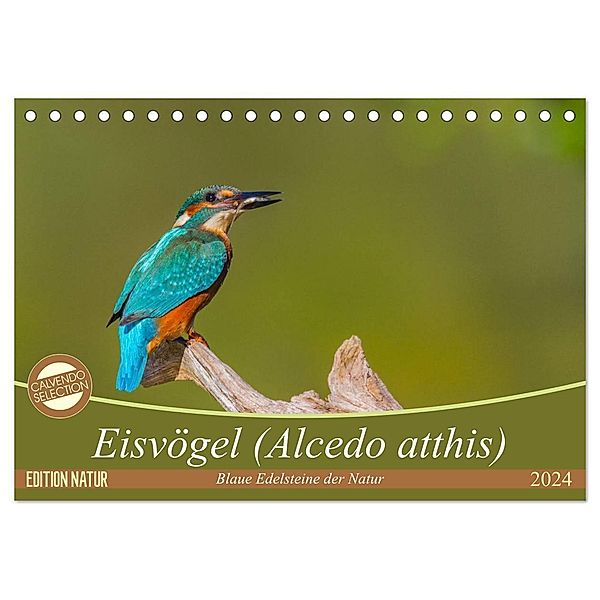 Eisvögel (Alcedo atthis) - Edelsteine der Natur (Tischkalender 2024 DIN A5 quer), CALVENDO Monatskalender, Ursula Di Chito
