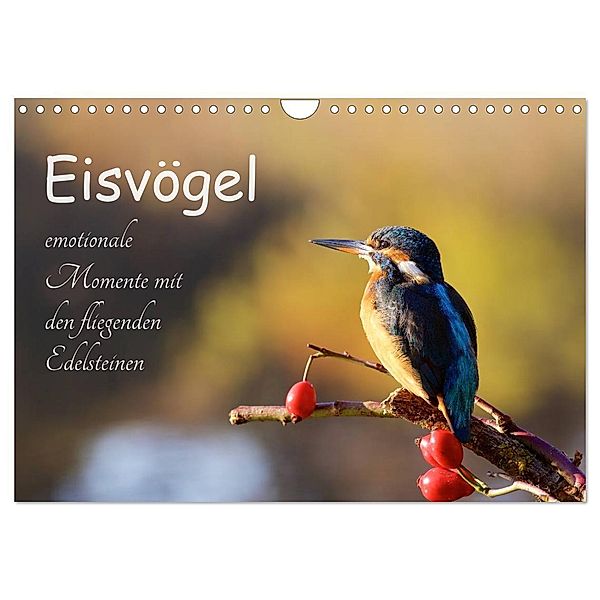 Eisvögel - emotionale Momente mit den fliegenden Edelsteinen (Wandkalender 2024 DIN A4 quer), CALVENDO Monatskalender, Jens Kalanke