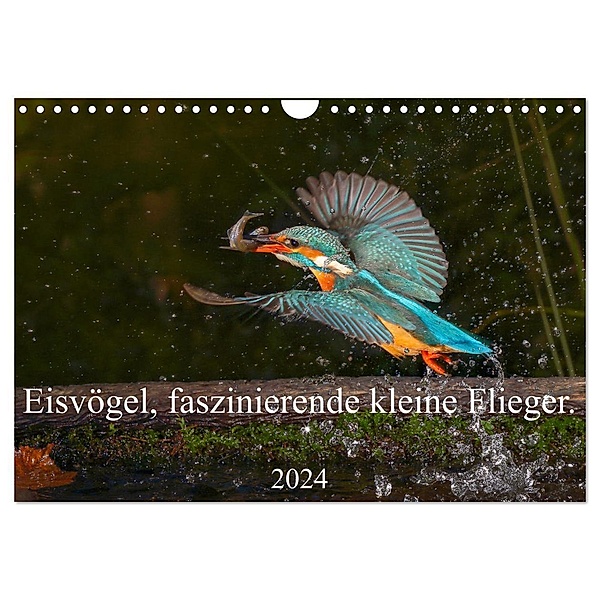 Eisvögel, faszinierende kleine Flieger. (Wandkalender 2024 DIN A4 quer), CALVENDO Monatskalender, Wiebke von der Heyde