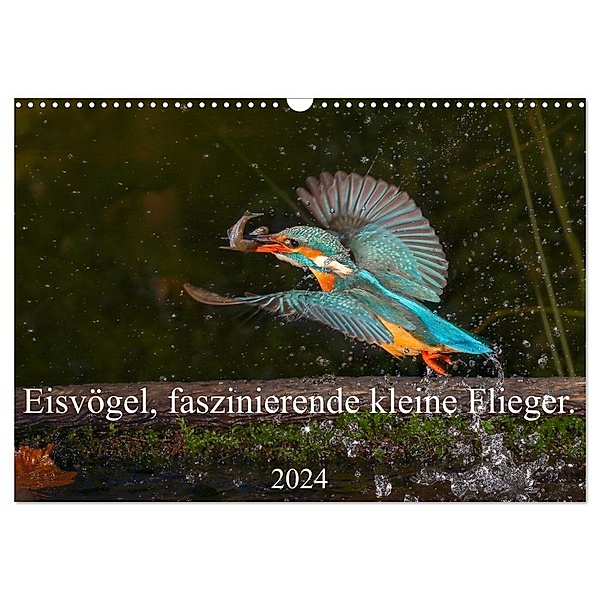 Eisvögel, faszinierende kleine Flieger. (Wandkalender 2024 DIN A3 quer), CALVENDO Monatskalender, Wiebke von der Heyde