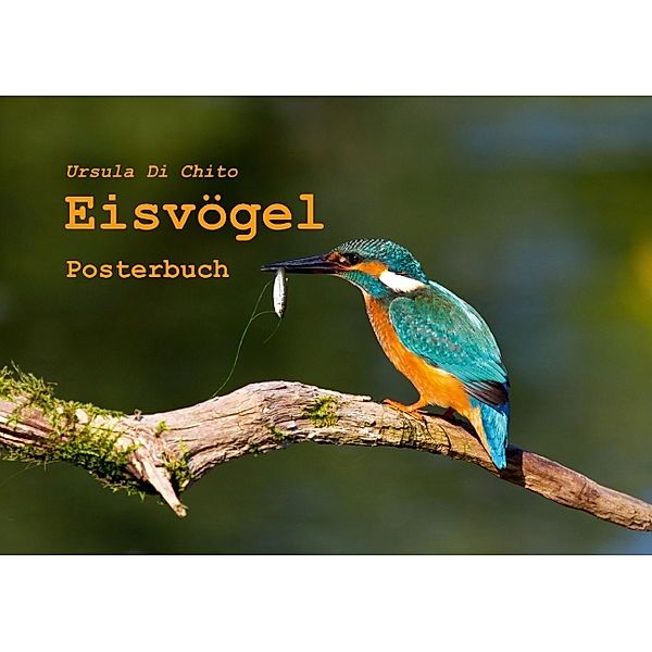 Eisvögel - Posterbuch (Tischaufsteller DIN A5 quer), Ursula Di Chito