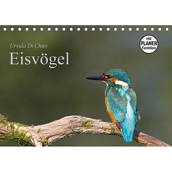 Eisvögel (Tischkalender 2018 DIN A5 quer), Ursula Di Chito