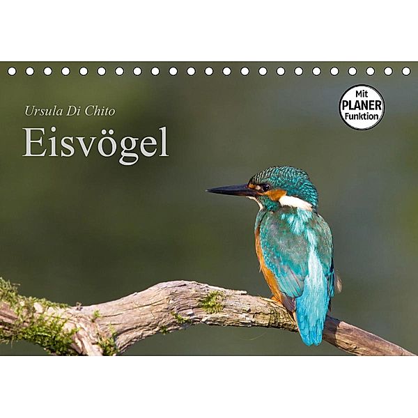 Eisvögel (Tischkalender 2021 DIN A5 quer), Ursula Di Chito