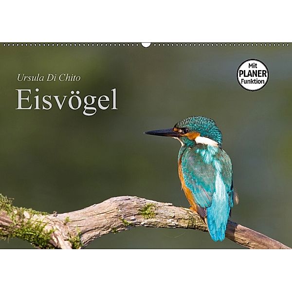 Eisvögel (Wandkalender 2018 DIN A2 quer), Ursula Di Chito