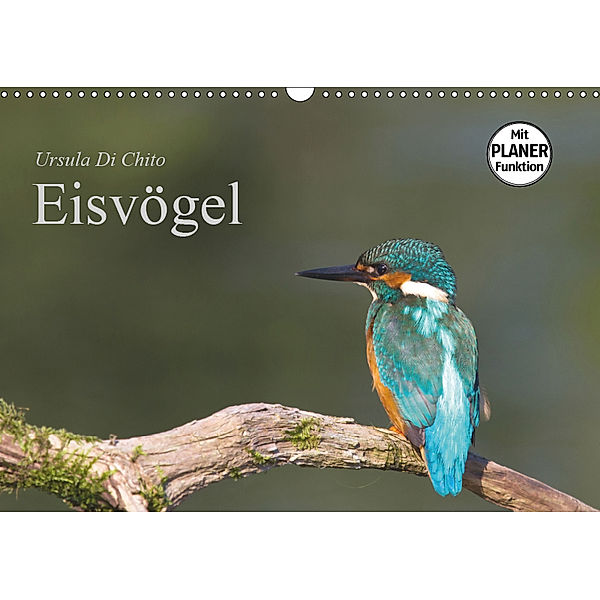 Eisvögel (Wandkalender 2019 DIN A3 quer), Ursula Di Chito