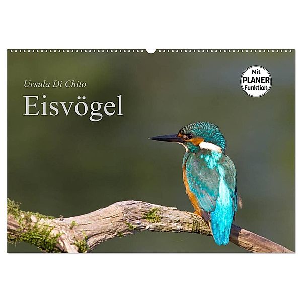 Eisvögel (Wandkalender 2025 DIN A2 quer), CALVENDO Monatskalender, Calvendo, Ursula Di Chito