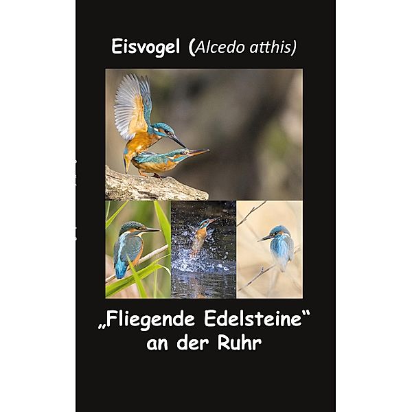 Eisvogel (Alcedo atthis), Fotolulu