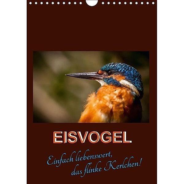 Eisvogel - einfach liebenswert, das flinke Kerlchen (Wandkalender 2017 DIN A4 hoch), Carl-Peter Herbolzheimer